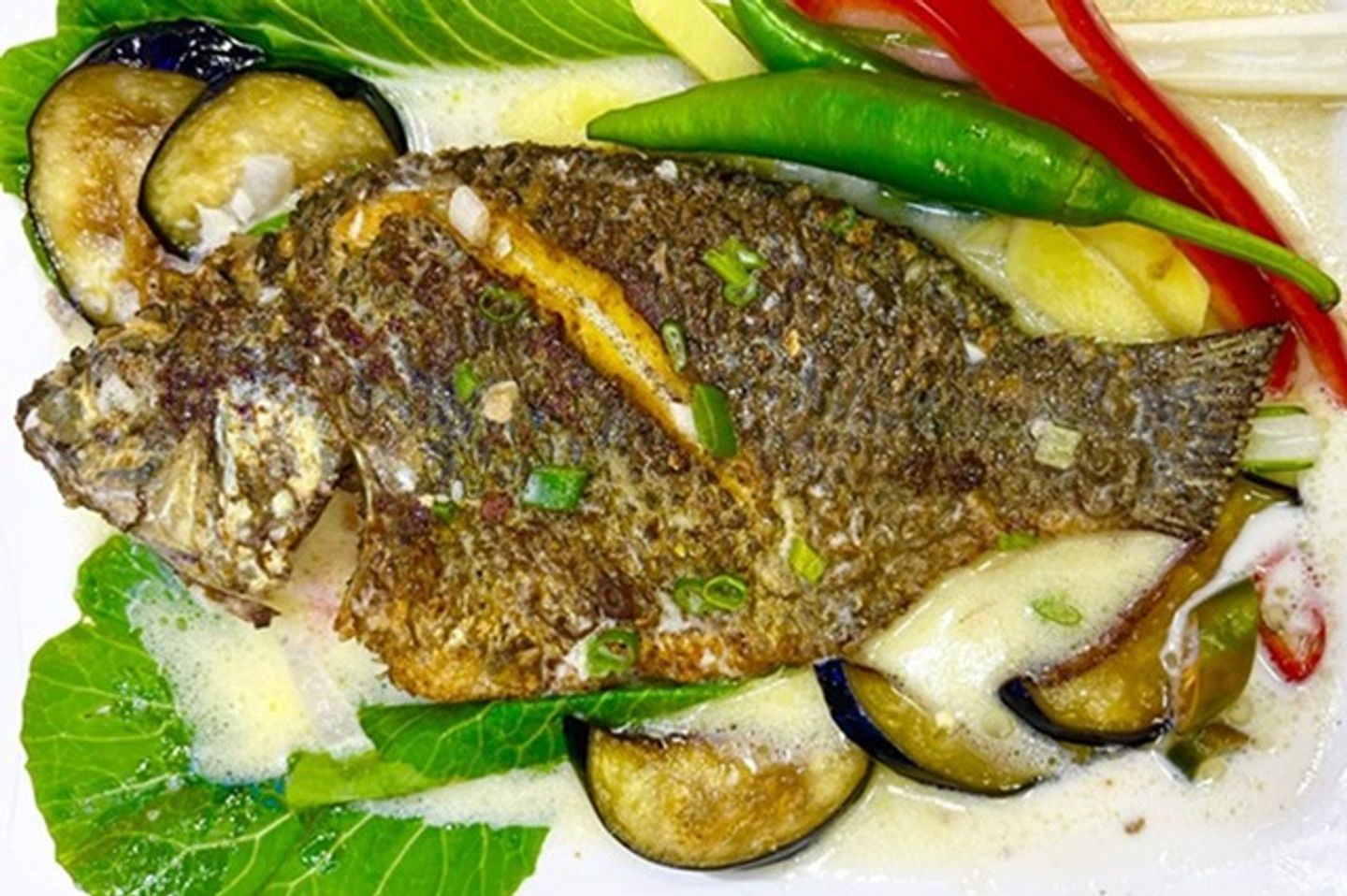 البلطي جوز الهند