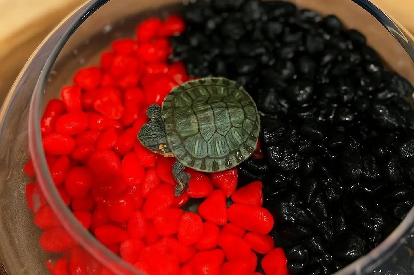 سلحفاة الحجر الأحمر