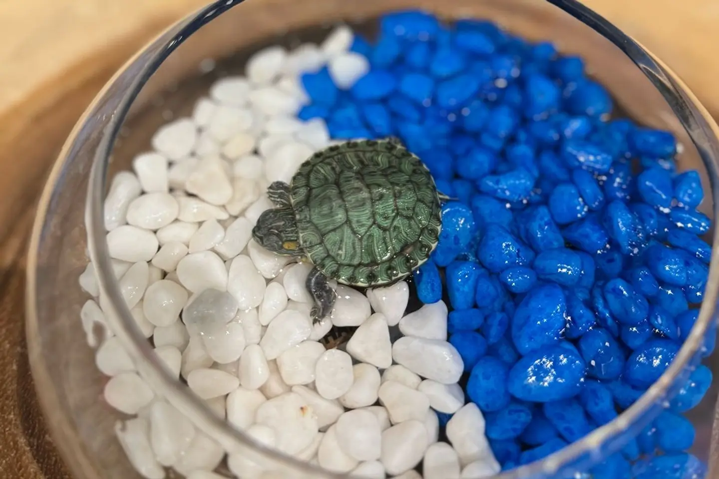 سلحفاة نادي الهلال