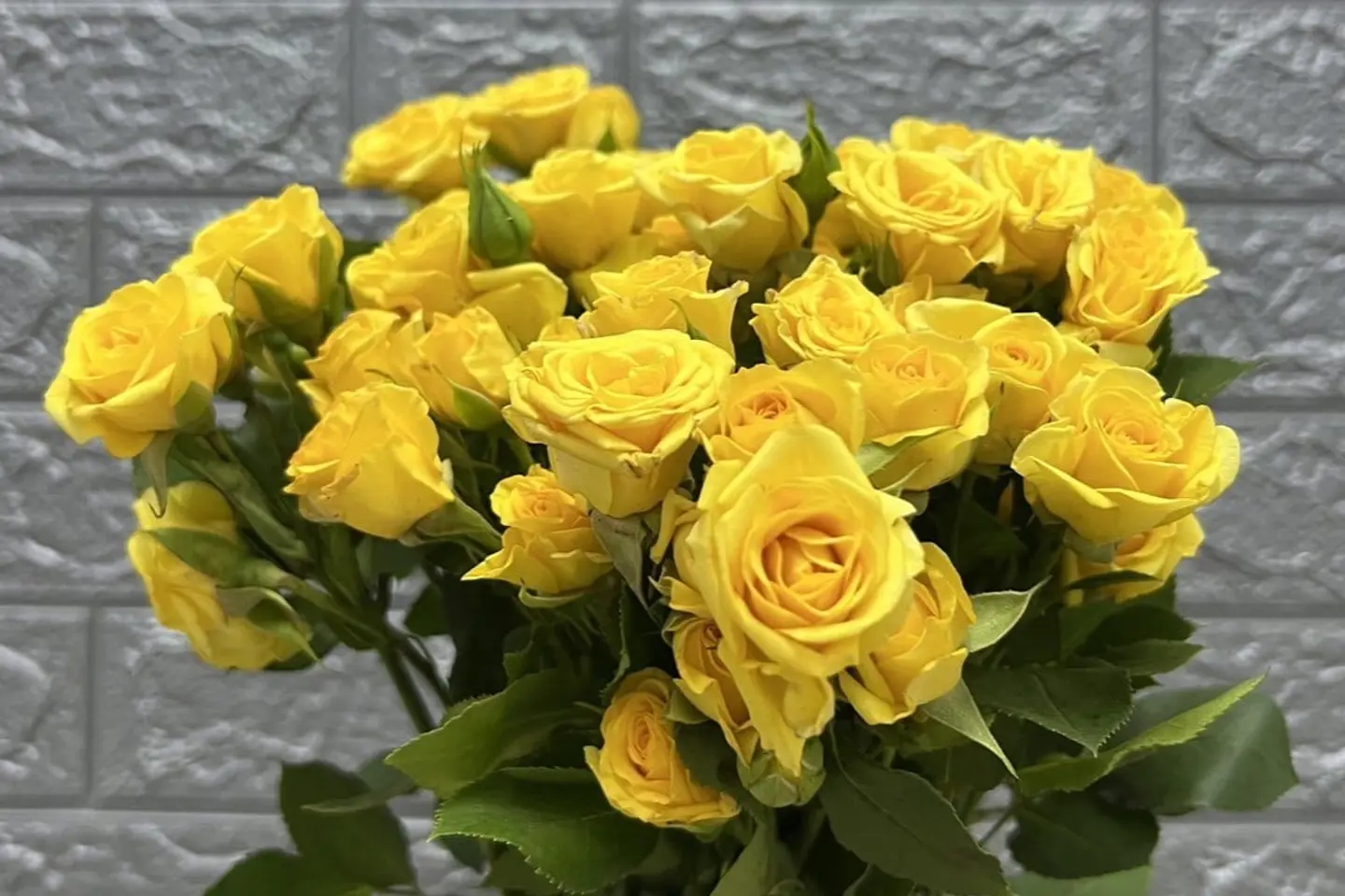 وردة وشتلة ٠٠٠٥٣