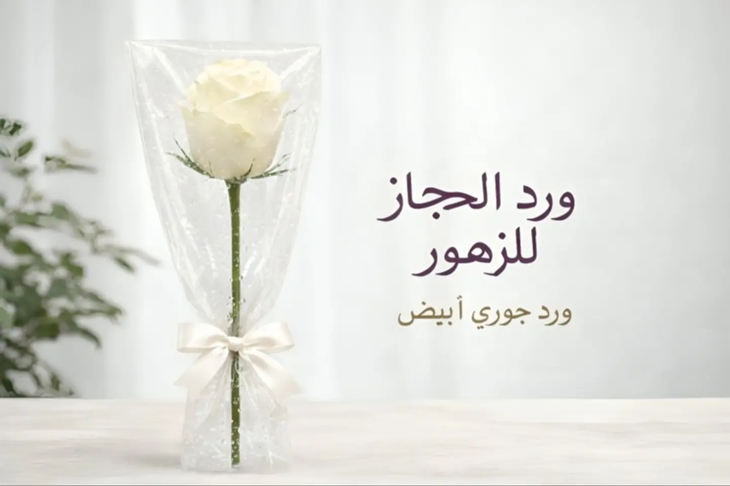 Rose   560