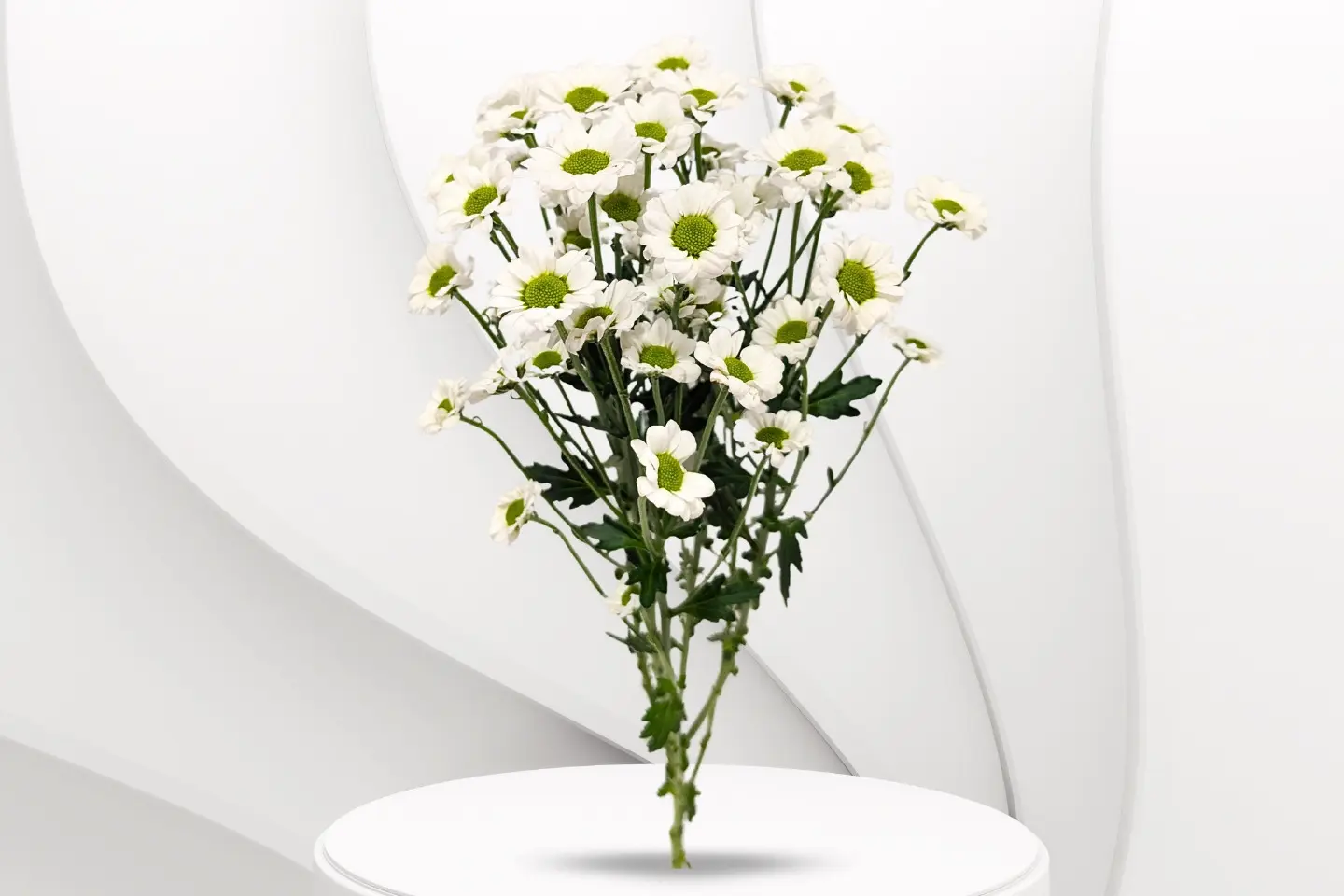 بيبي كريز - بيبي كريز