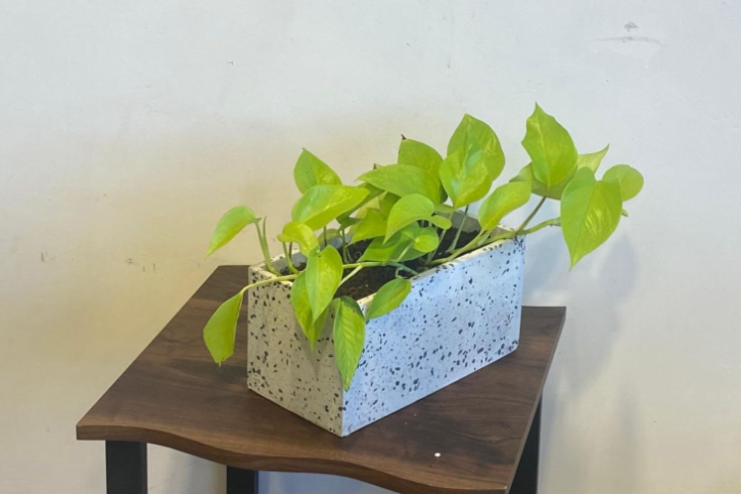 Neon Scindapsus Plant In Elegant Large Ceramic Pot
