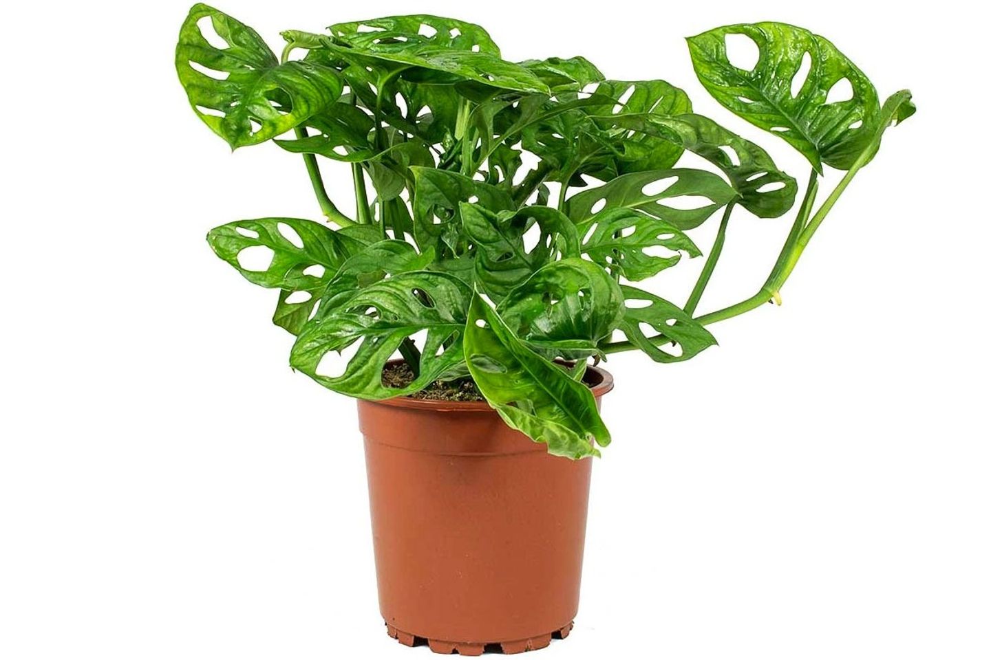 Monstera Thorax