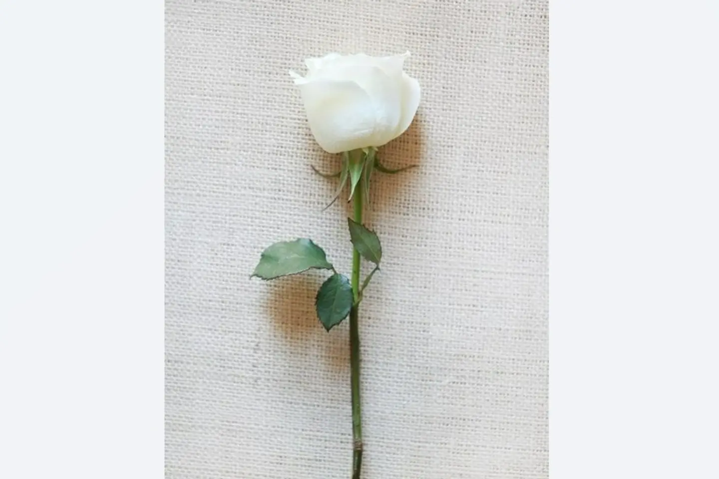 White Jory Flower