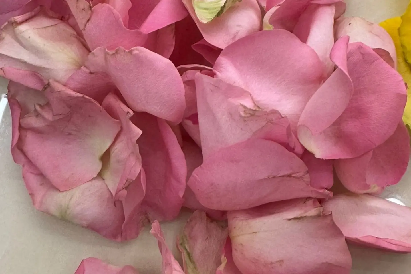 ورد منثور وردي