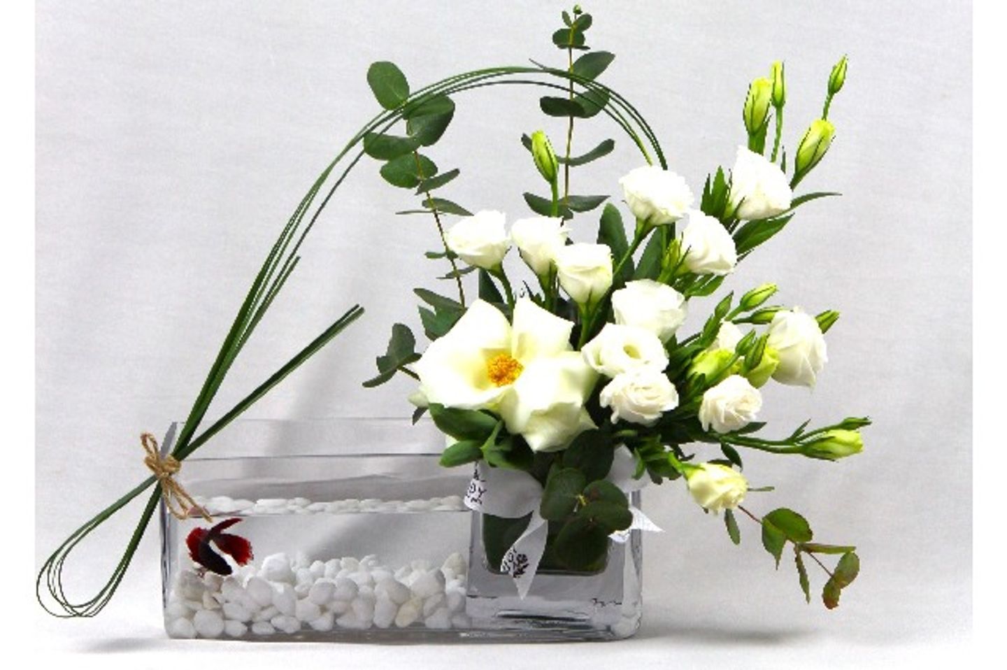 فازة سمك ٨