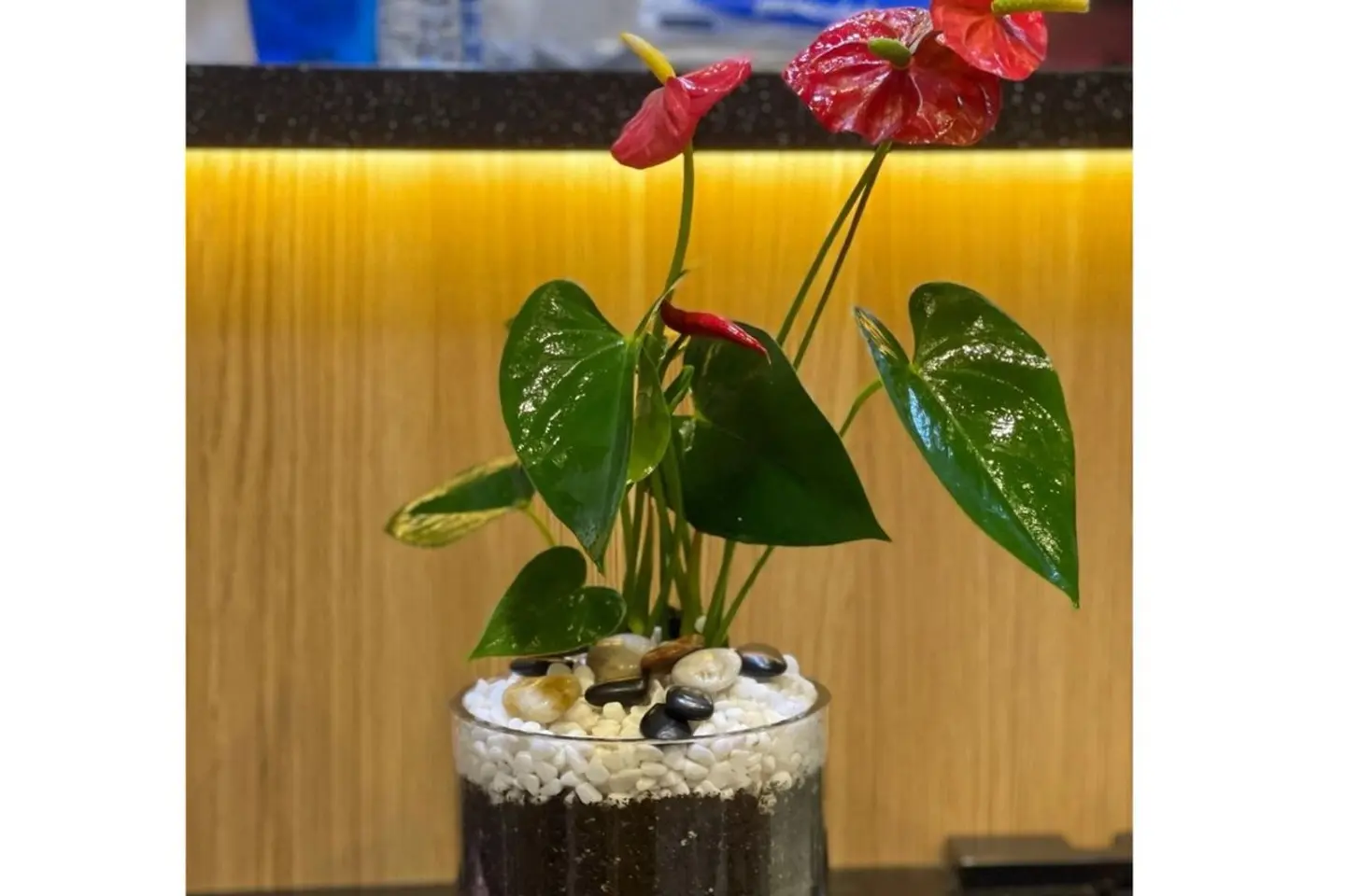 Red Anthurium Plant 6