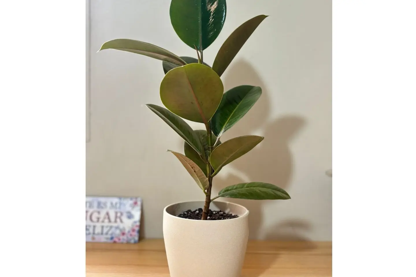 نبتة روباستا