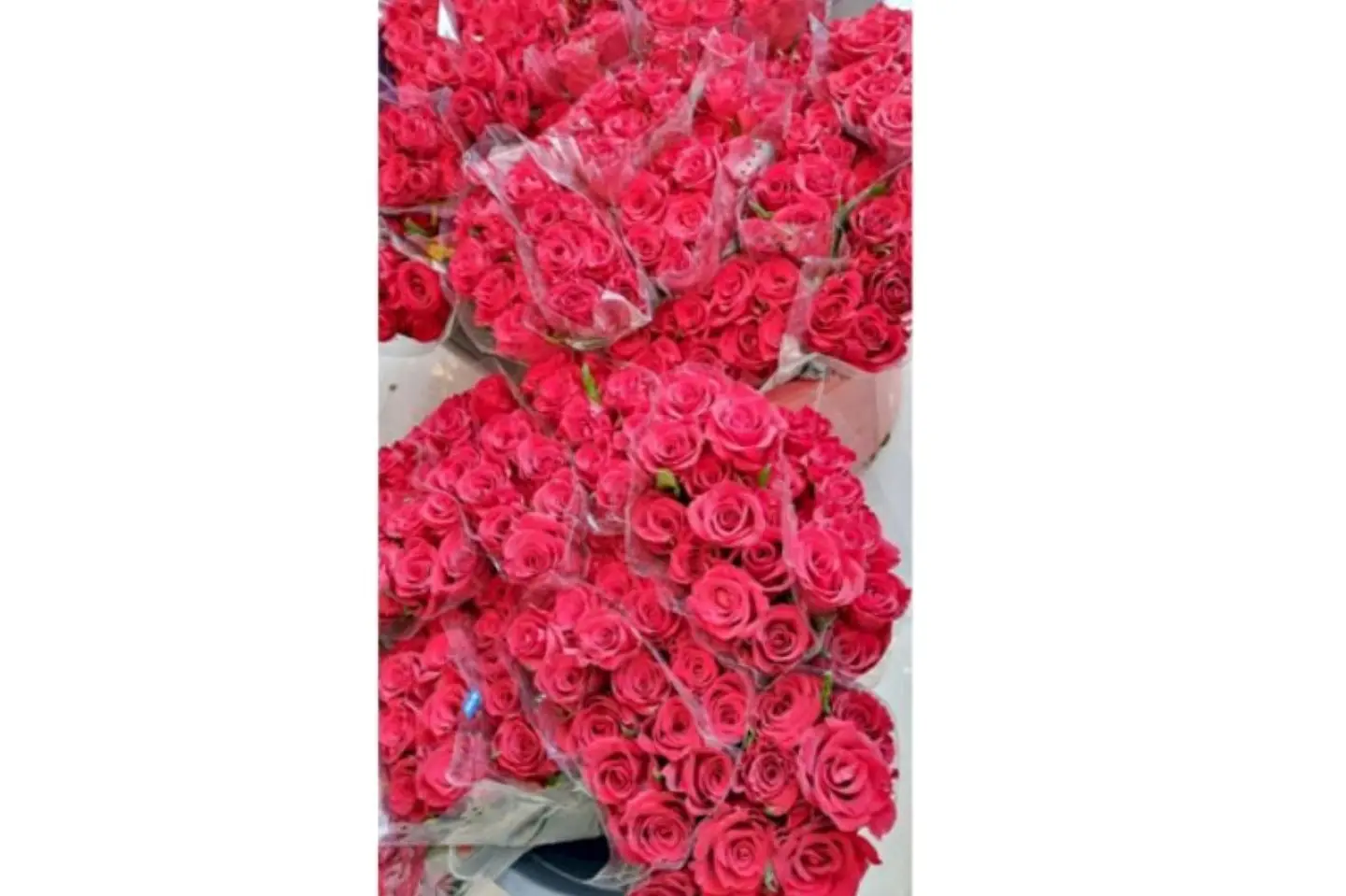 جوري احمر بدون تغليف