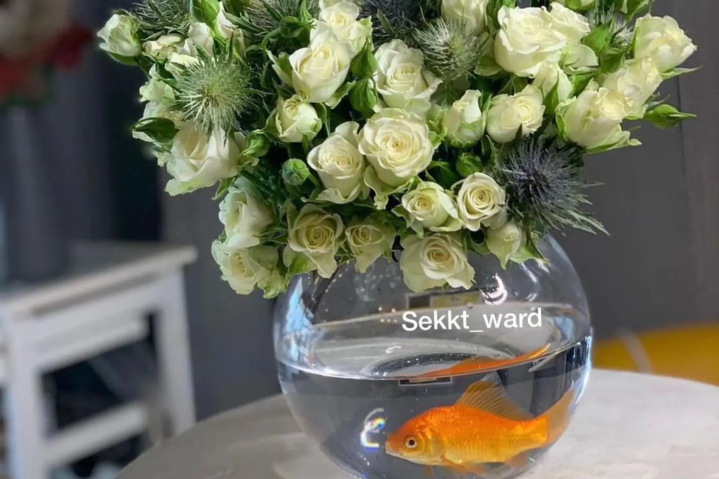 فترة سمك اورانج