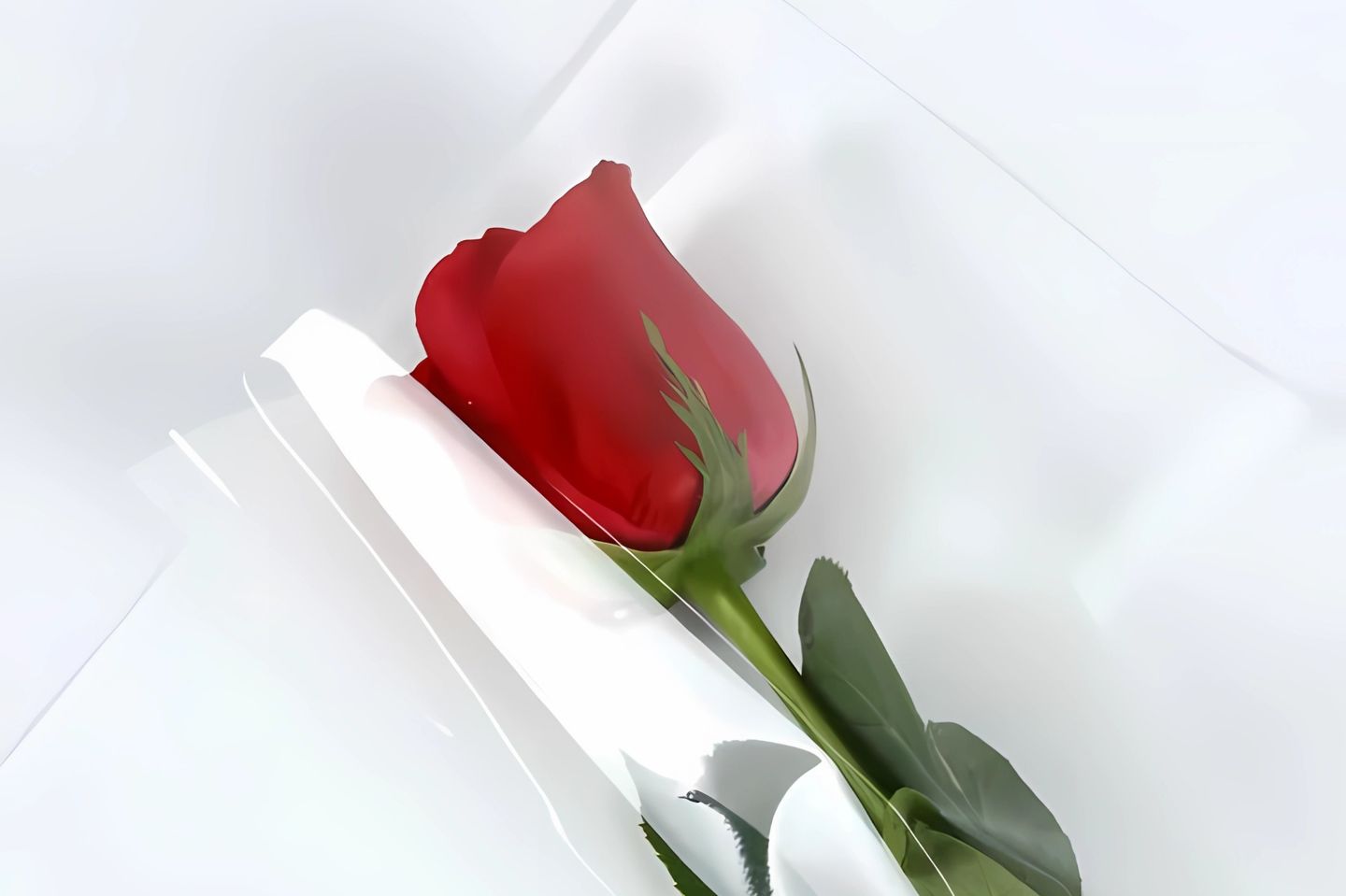 ورده بالحبه
