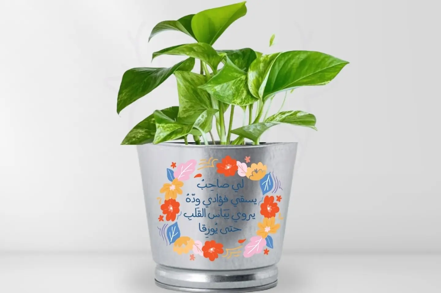 نبات بوتس بعبارة لي صاحب