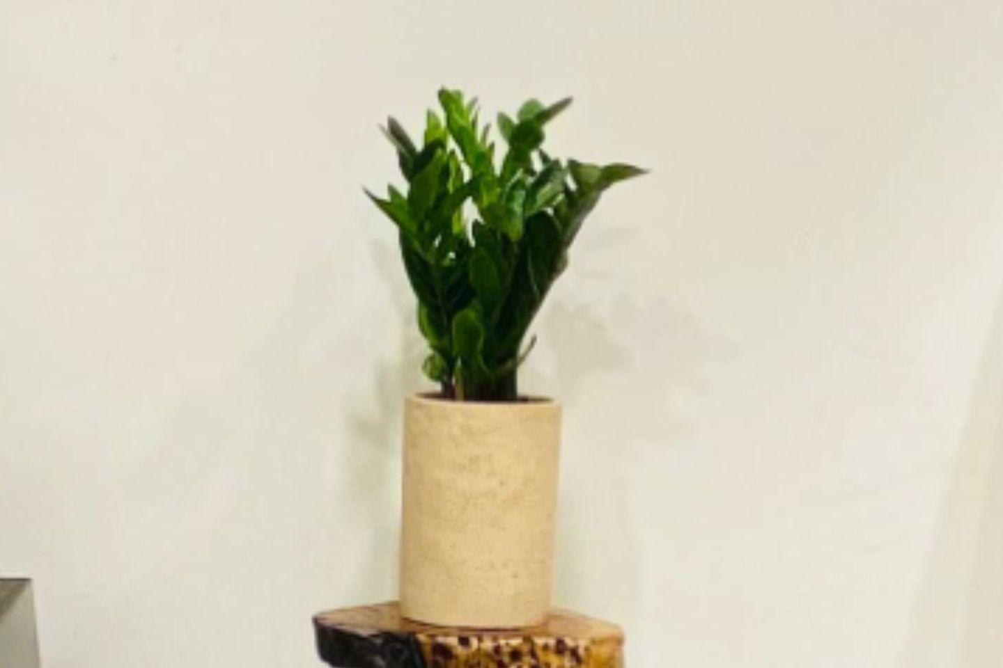 Zeze Plant In A Ceramic Long Pot