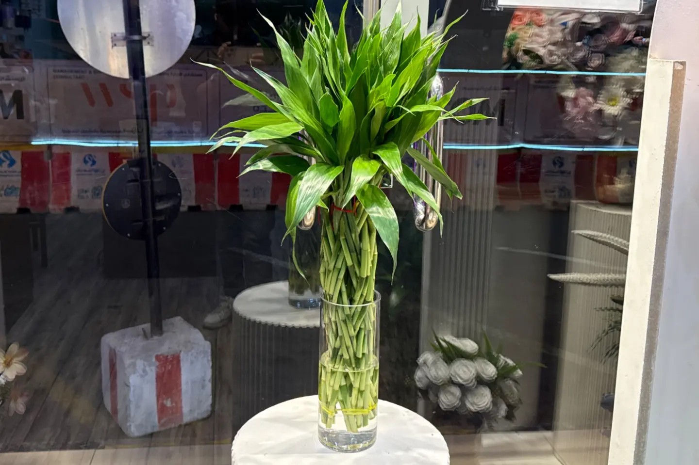 ‏ ‏ بامبو ربطه مع فاظه