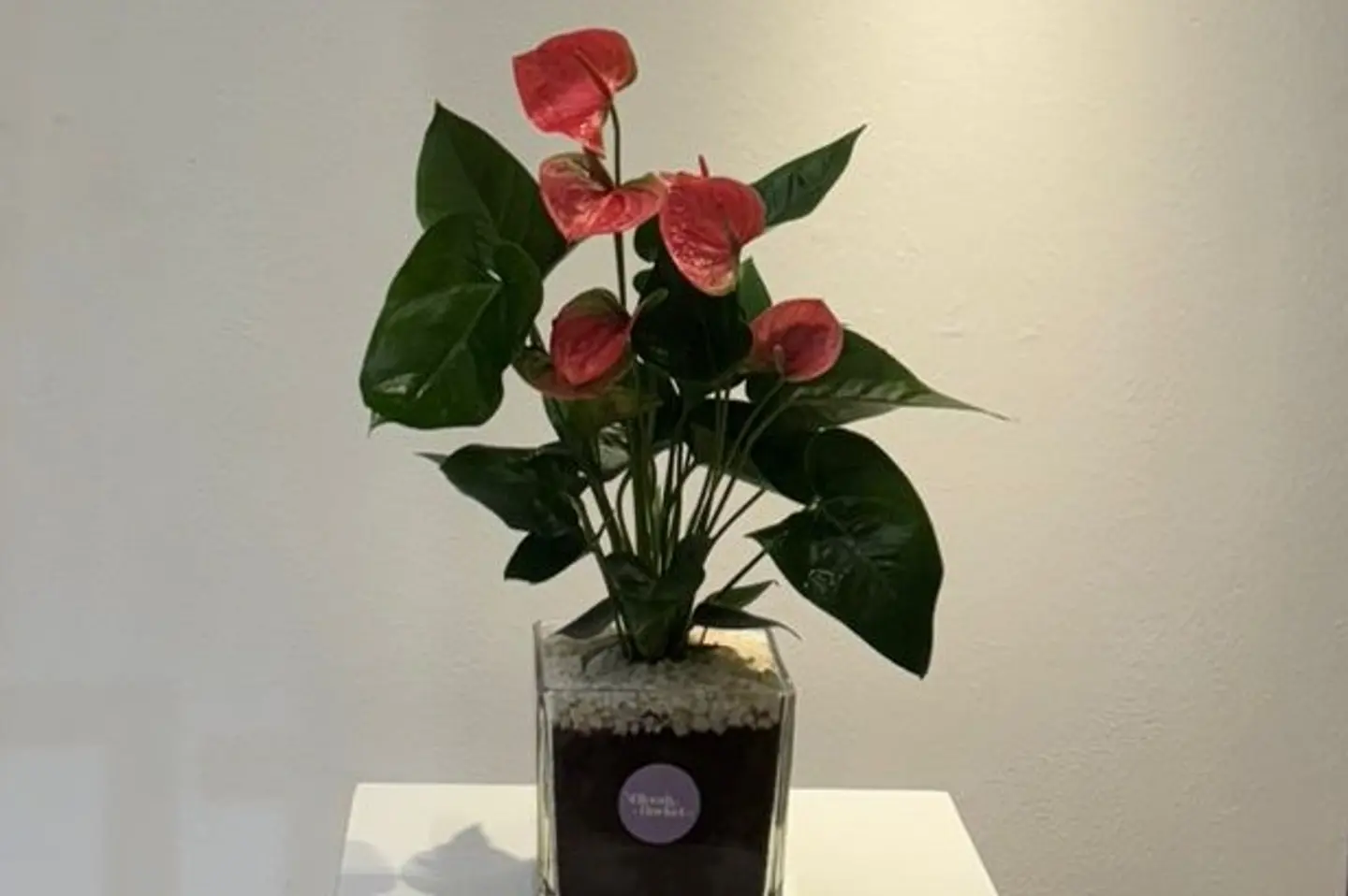 Anthurium 2