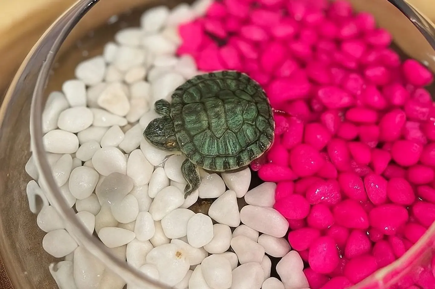 سلحفاة الحجر البينك