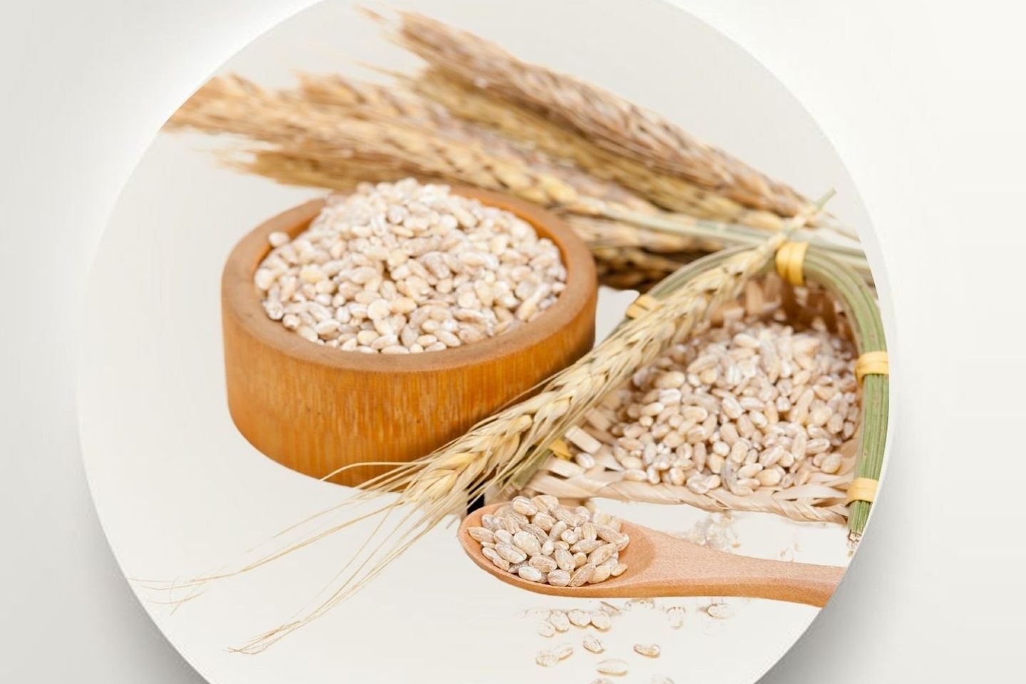 Barley Seeds 500g