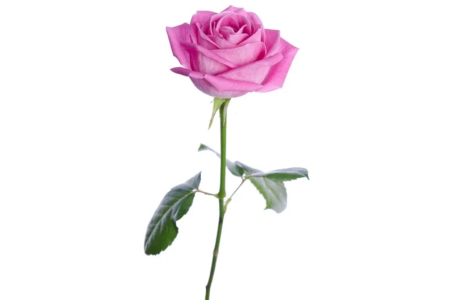 Flowers/Rose/1 Pices/Clor Pink/With Pepar