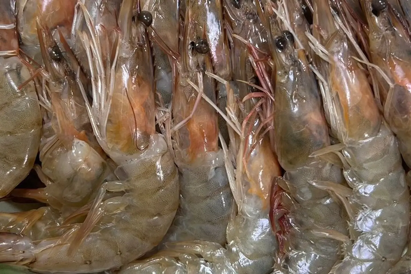 Fried Shrimp