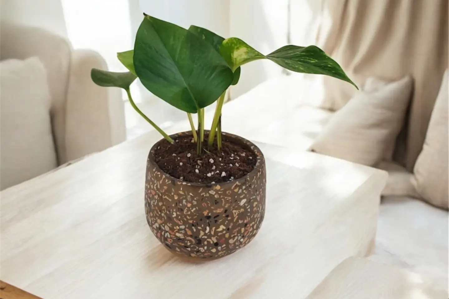 نبتة البوتس ٠٢