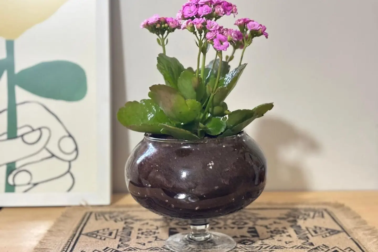 نبتة كالانشو وردية