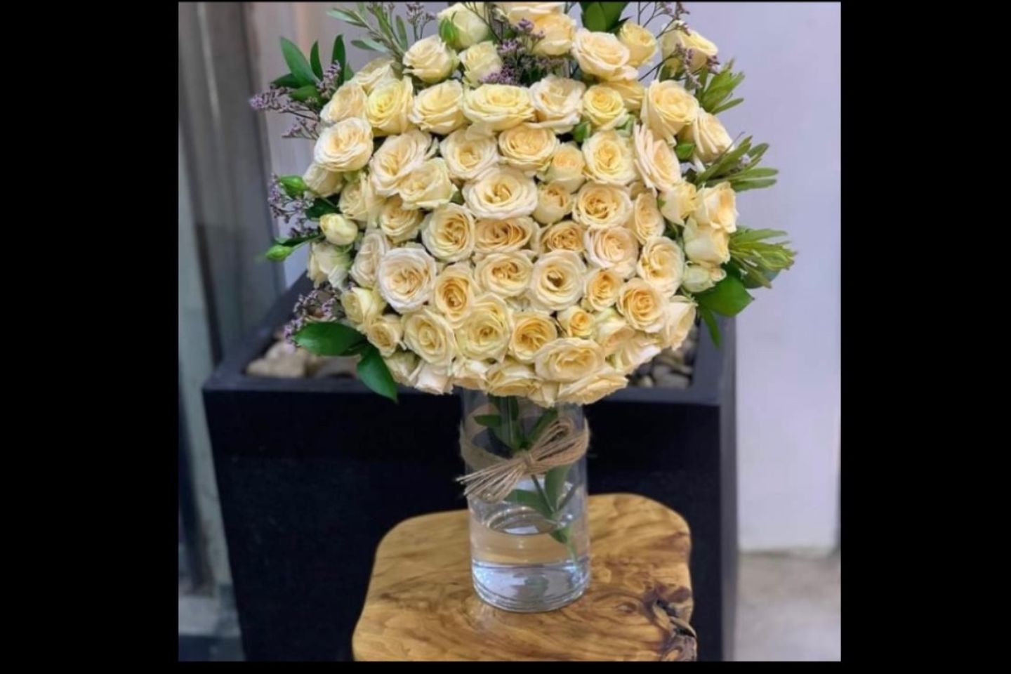 فازة بيبي روز