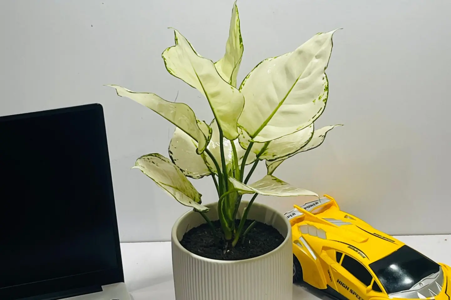 White Aglaonema