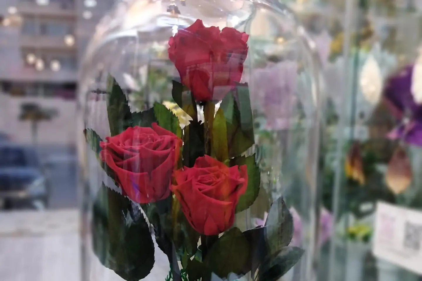 Giant Red Everlasting Rose