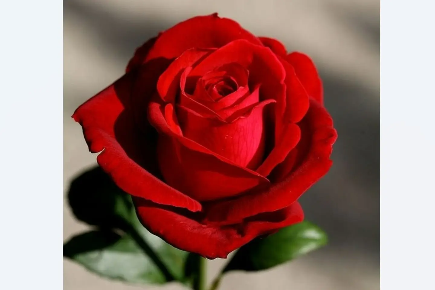 Red Rose