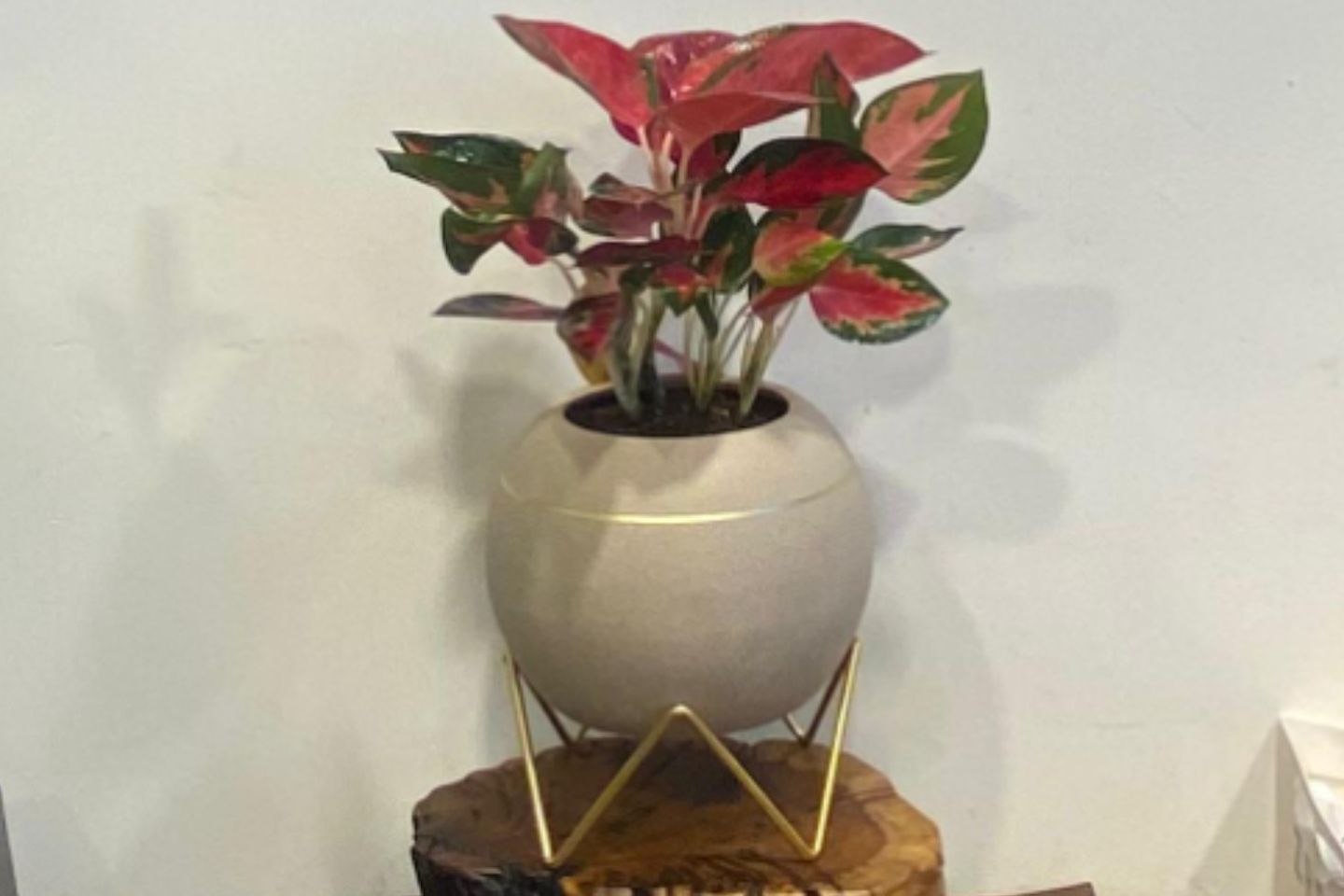 Pink Ajlonima Plant In An Elegant Circular Ceramic Pot With Metal Stand