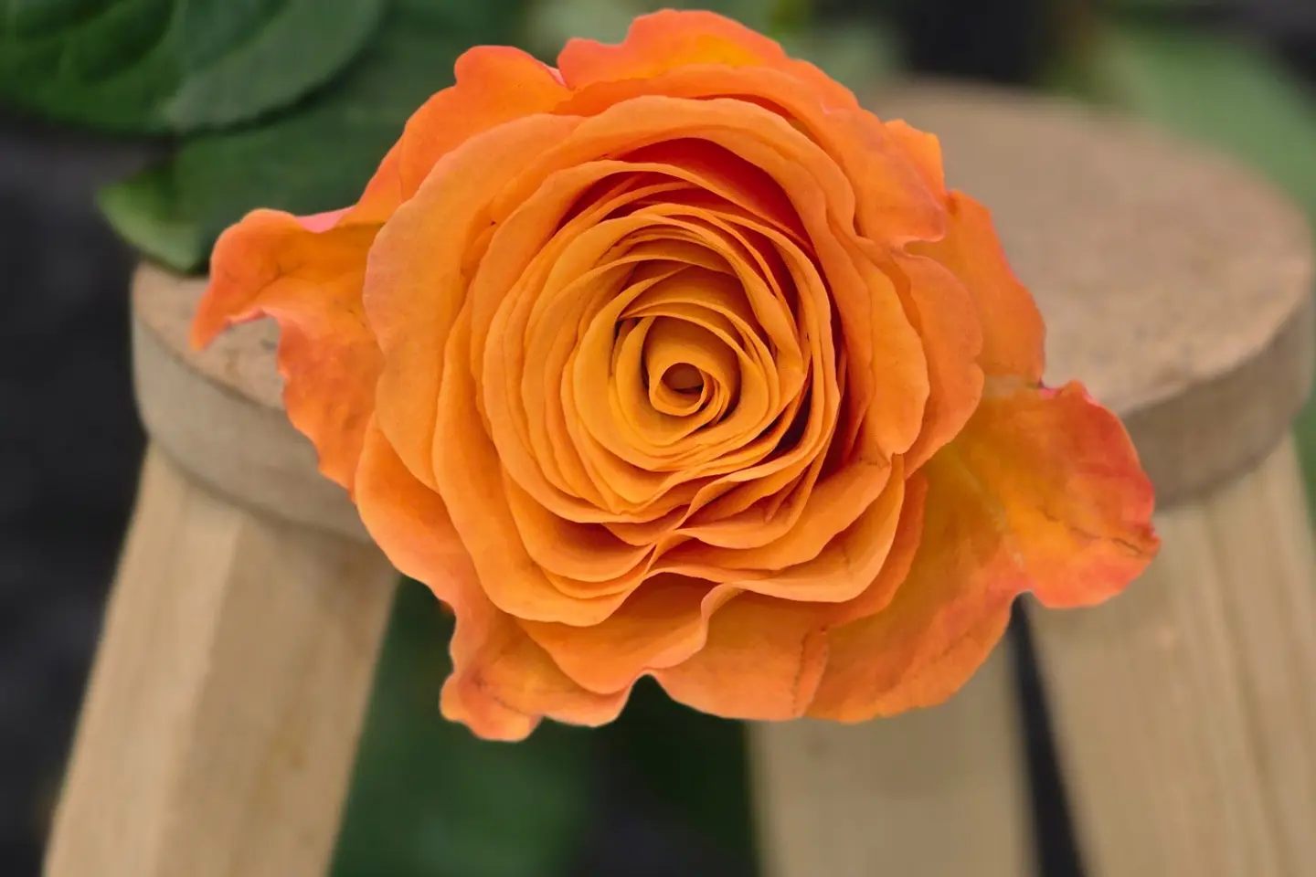 Orange Rose