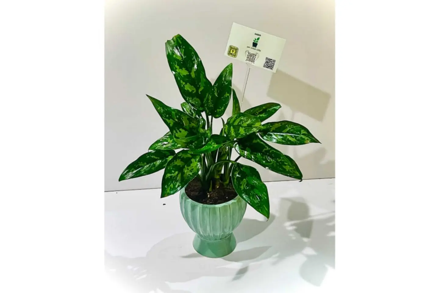 نبتة اجلونيما الجميله