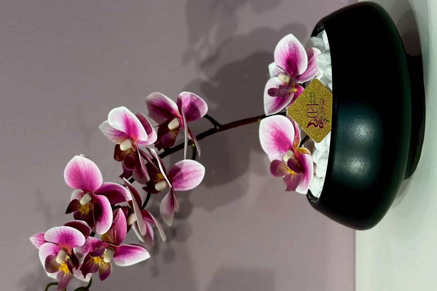 Vaza Orchid