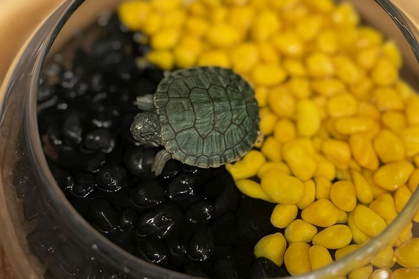 Al Ittihad Club Turtle