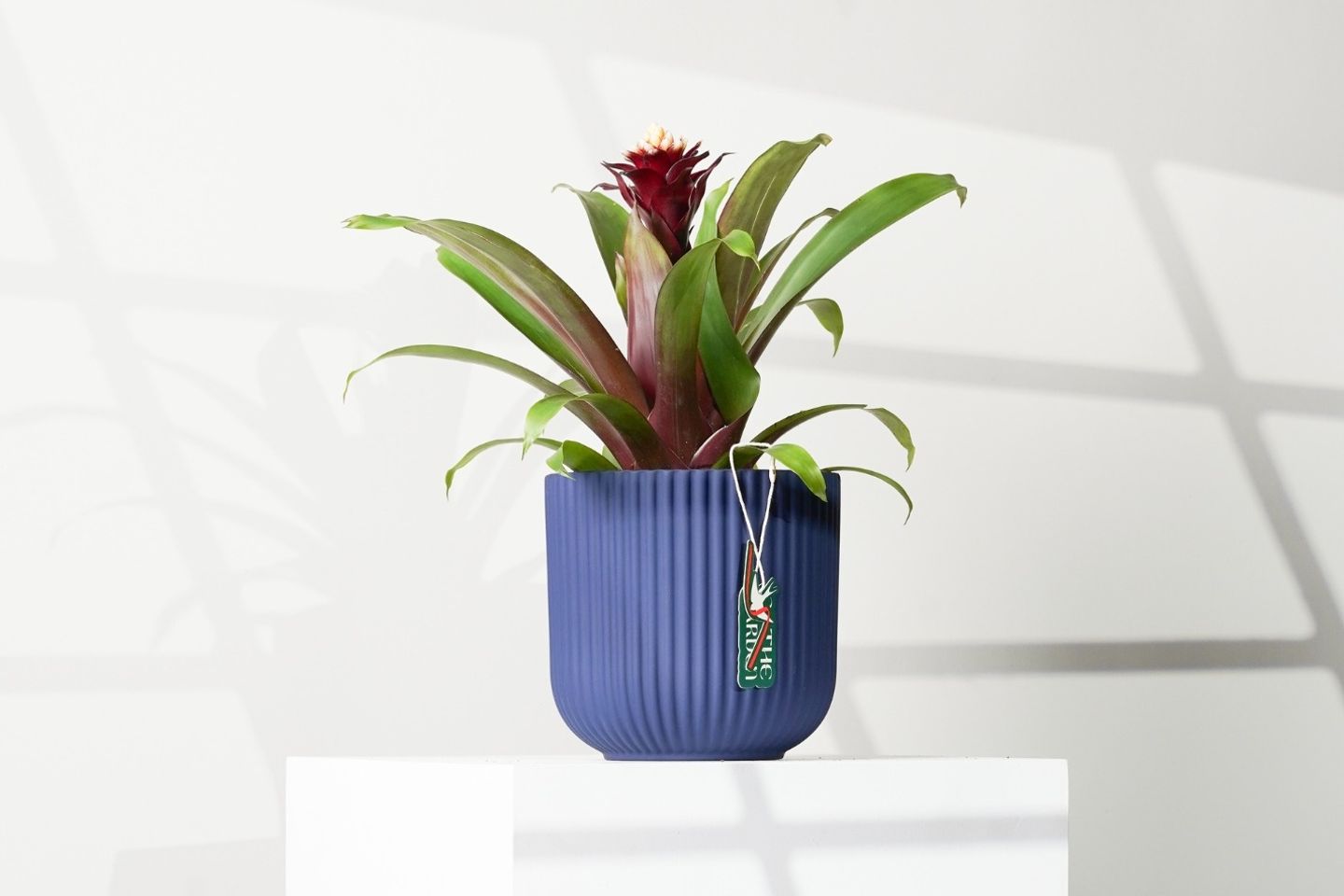 Sens Plant