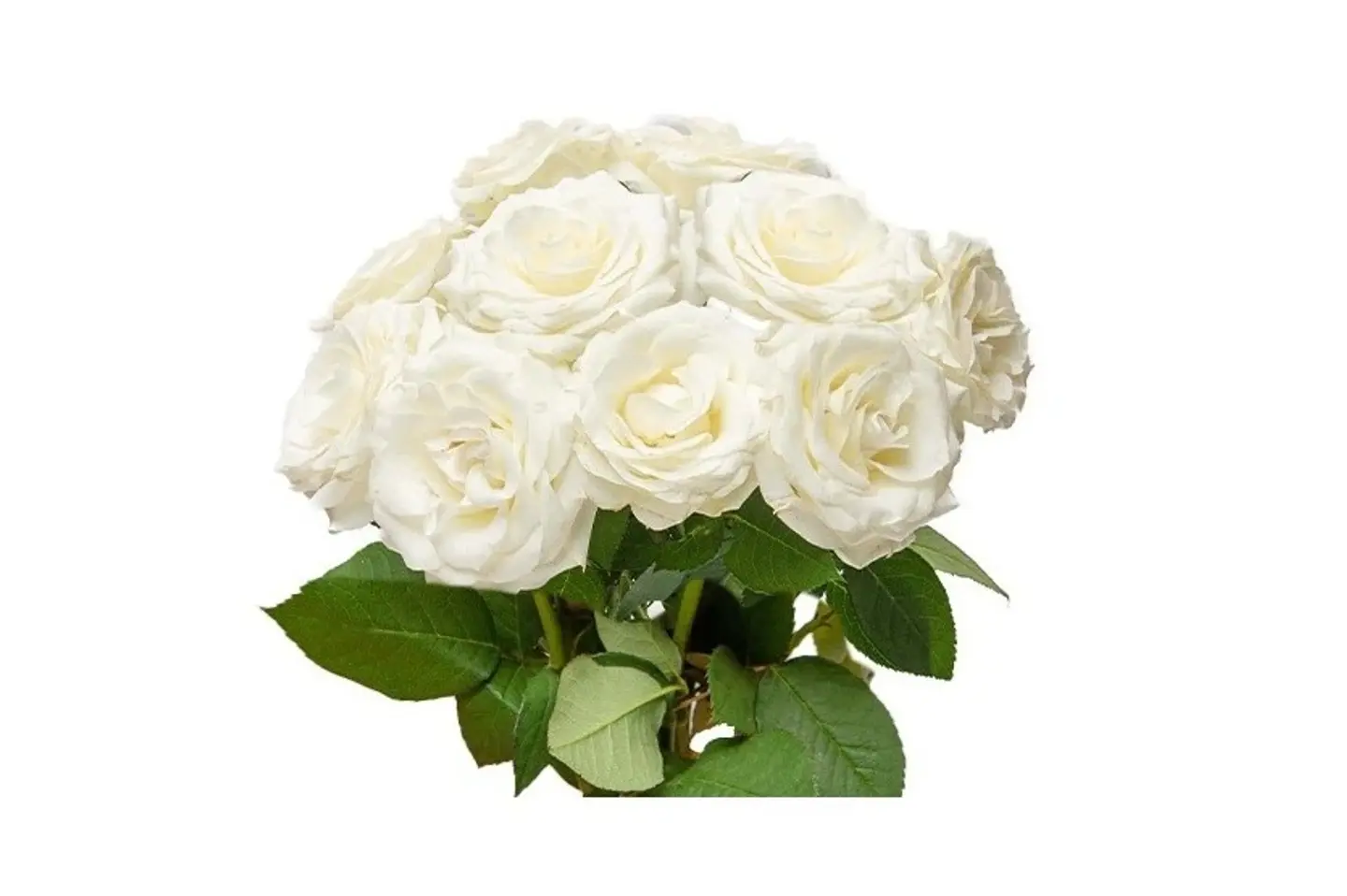 White Rose