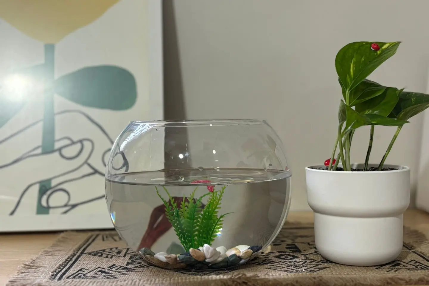 حوض الفايتر الهادئ+بوتس