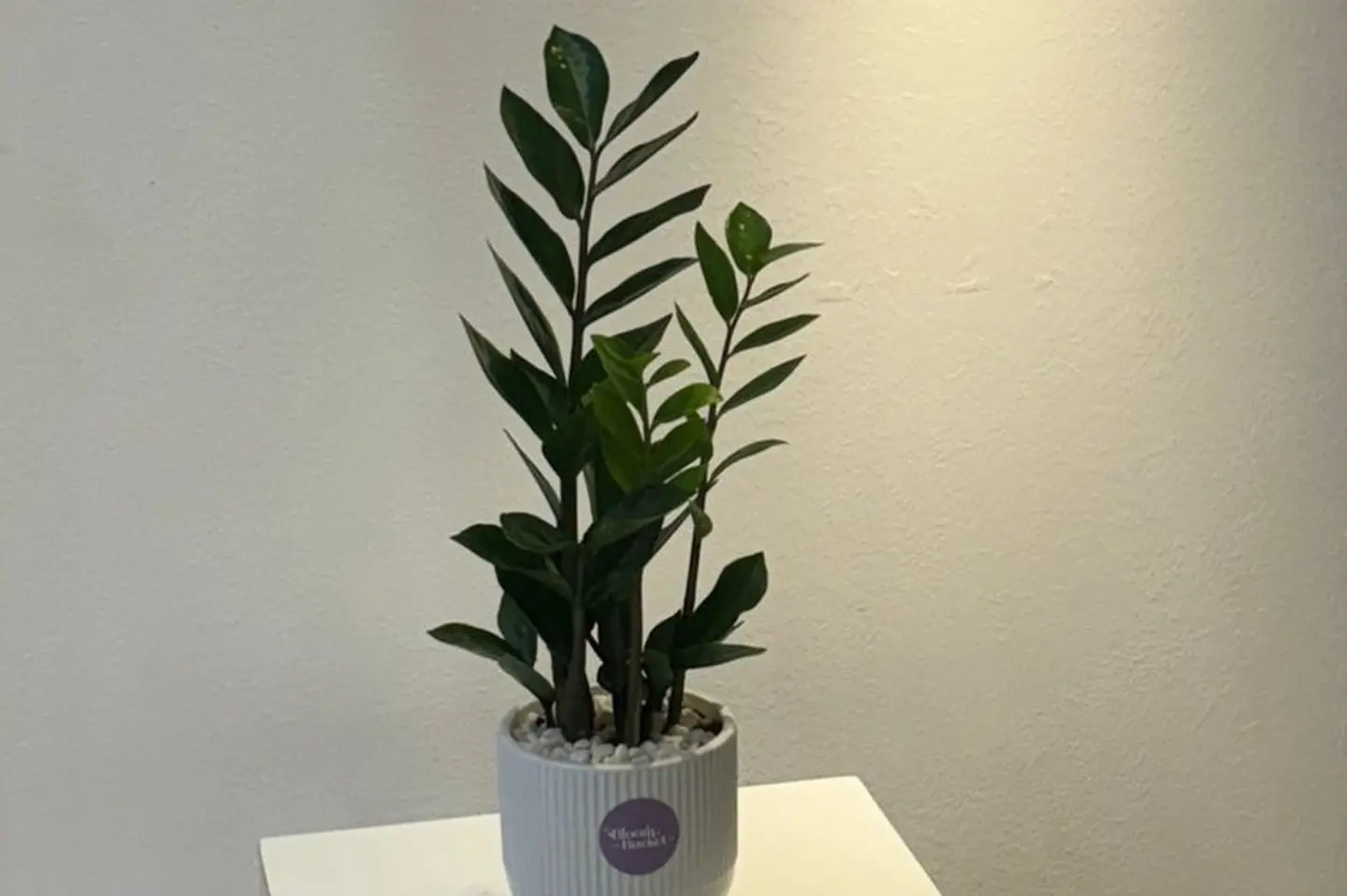 Plant Of Immortality