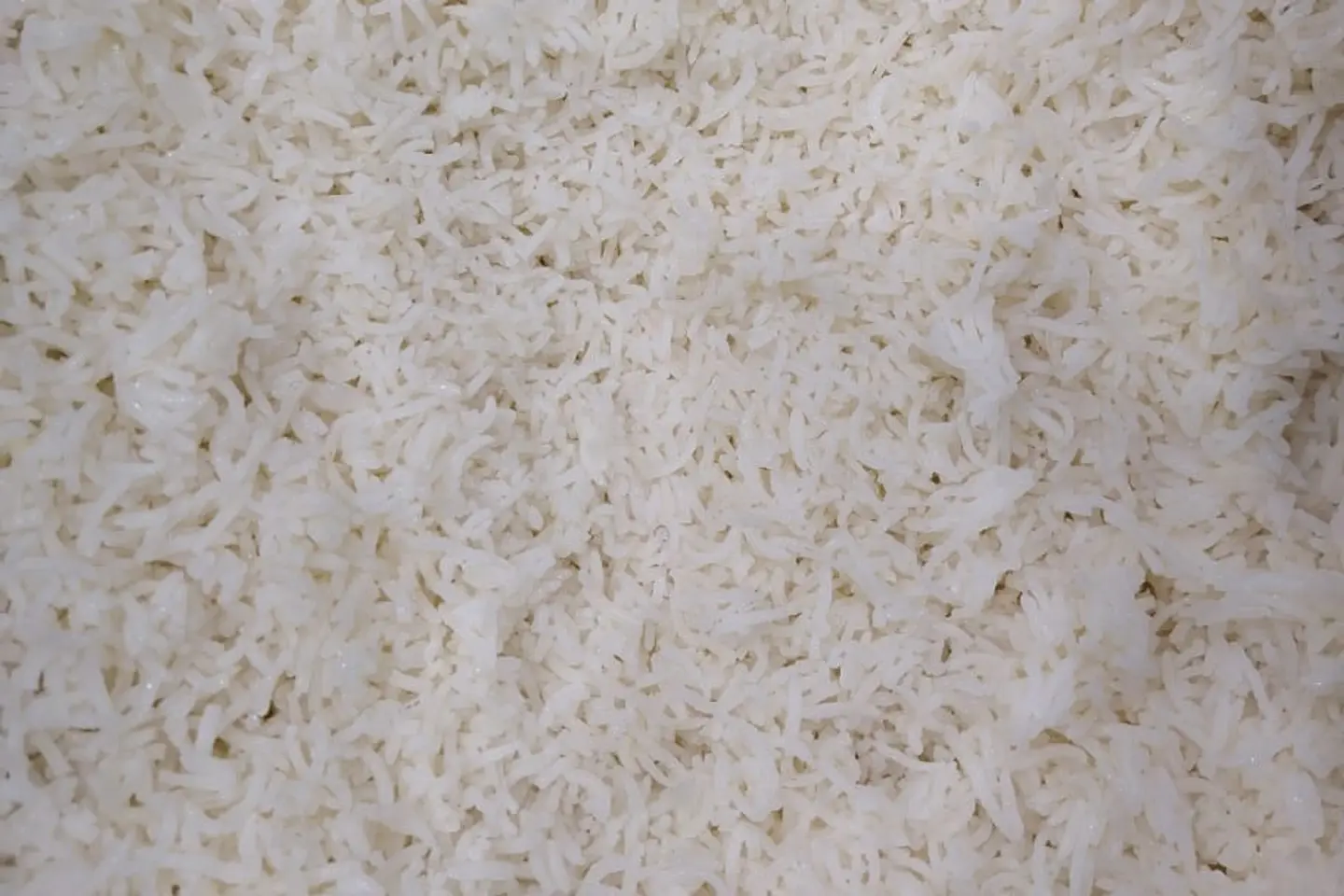 نفر رز ساده شعبي