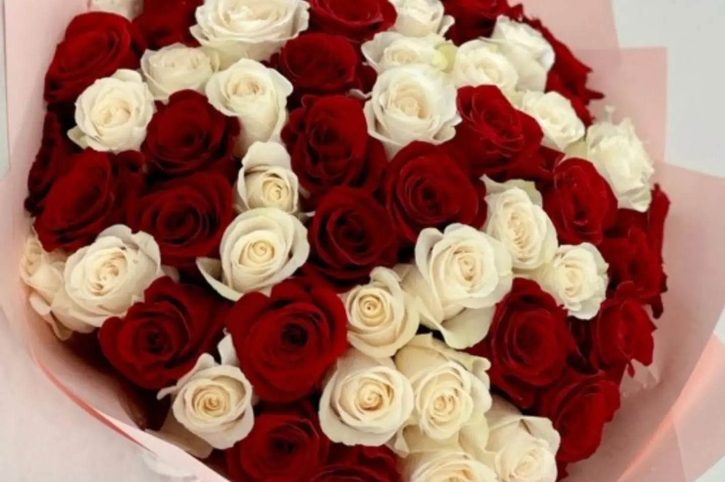 نقاء الأحمر والأبيض ٥٠