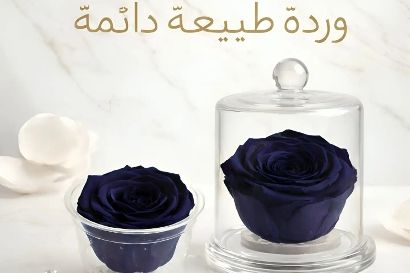 Rose   601