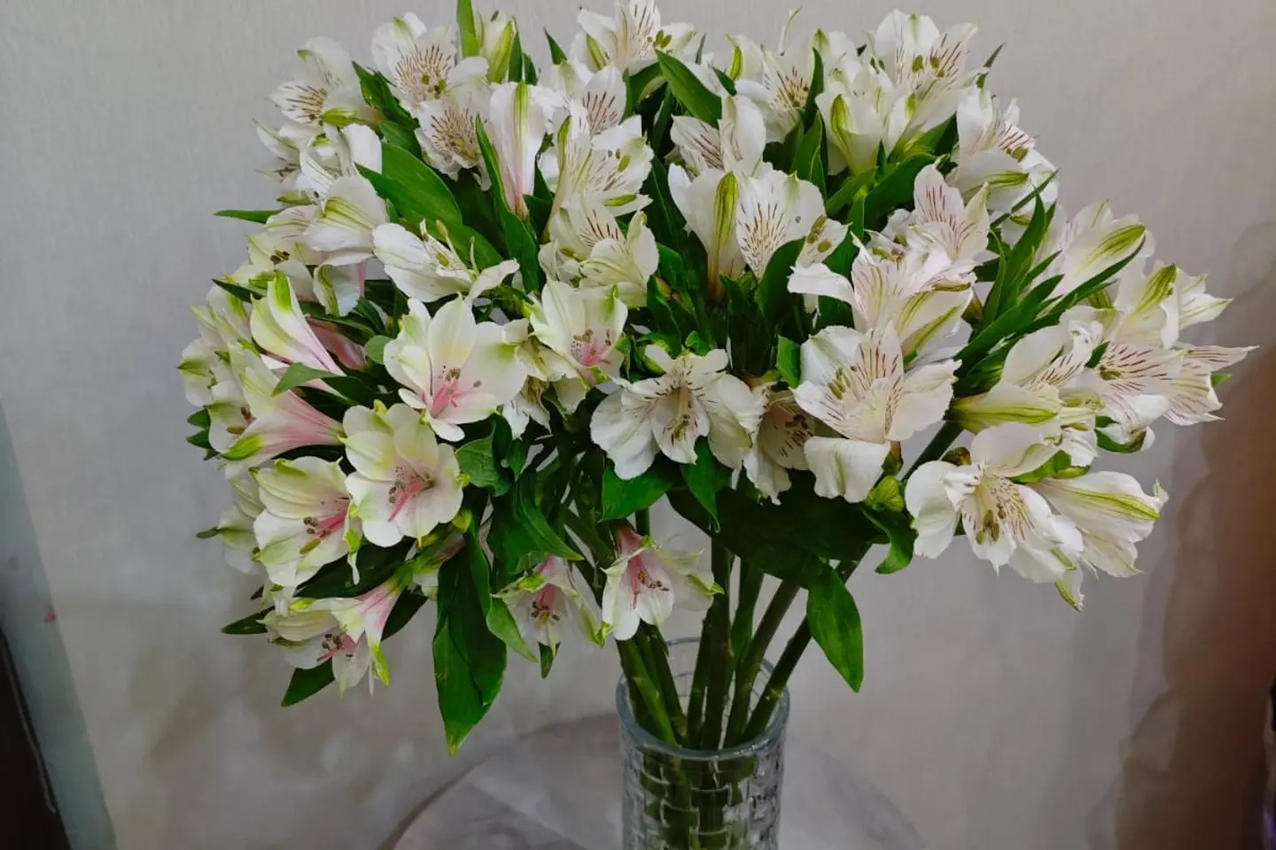 ألستروميريا بيضاء