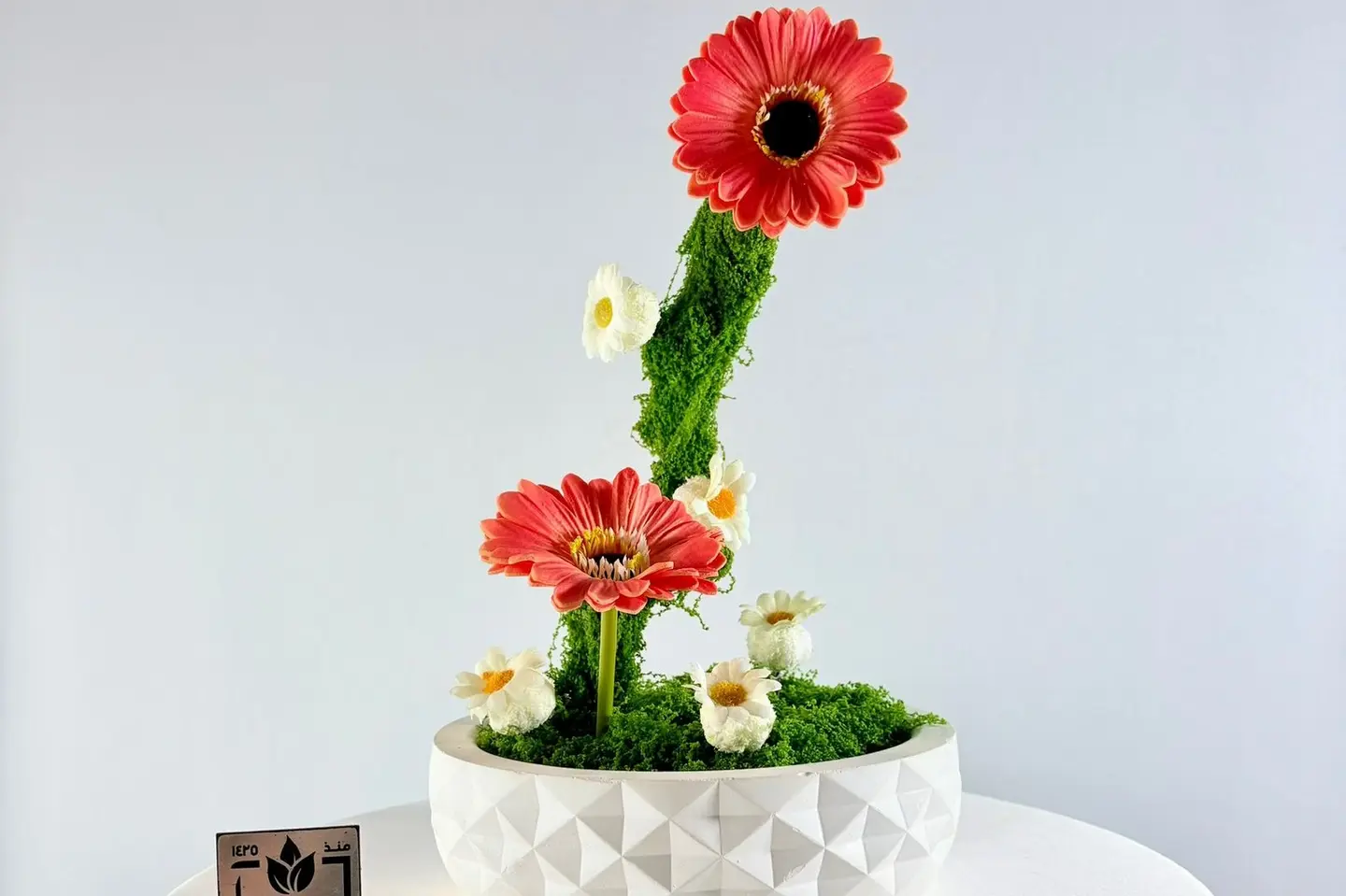 تسلق الجيربيرا