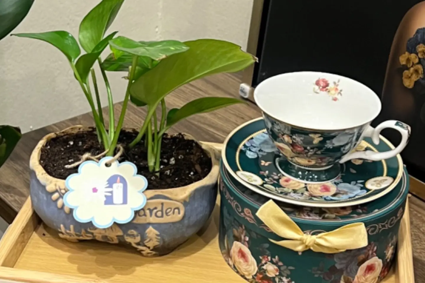 نبات مع كوب