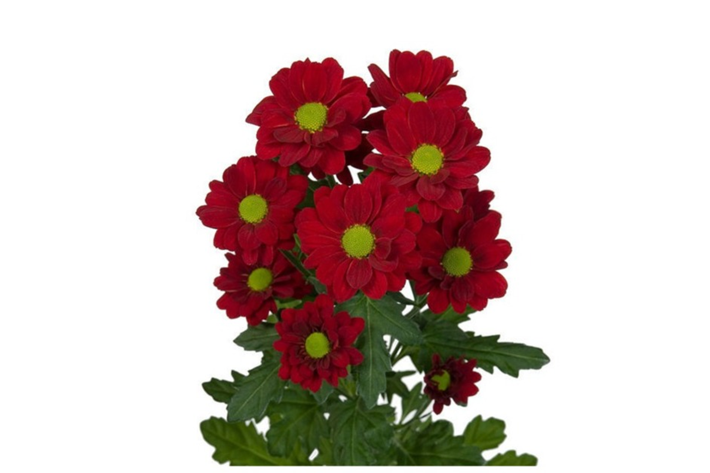 Burgundy Baby Chrysanthemum