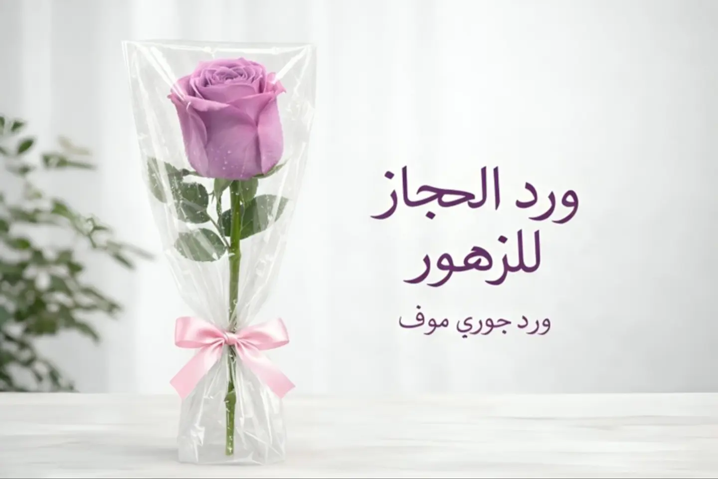 Rose 566