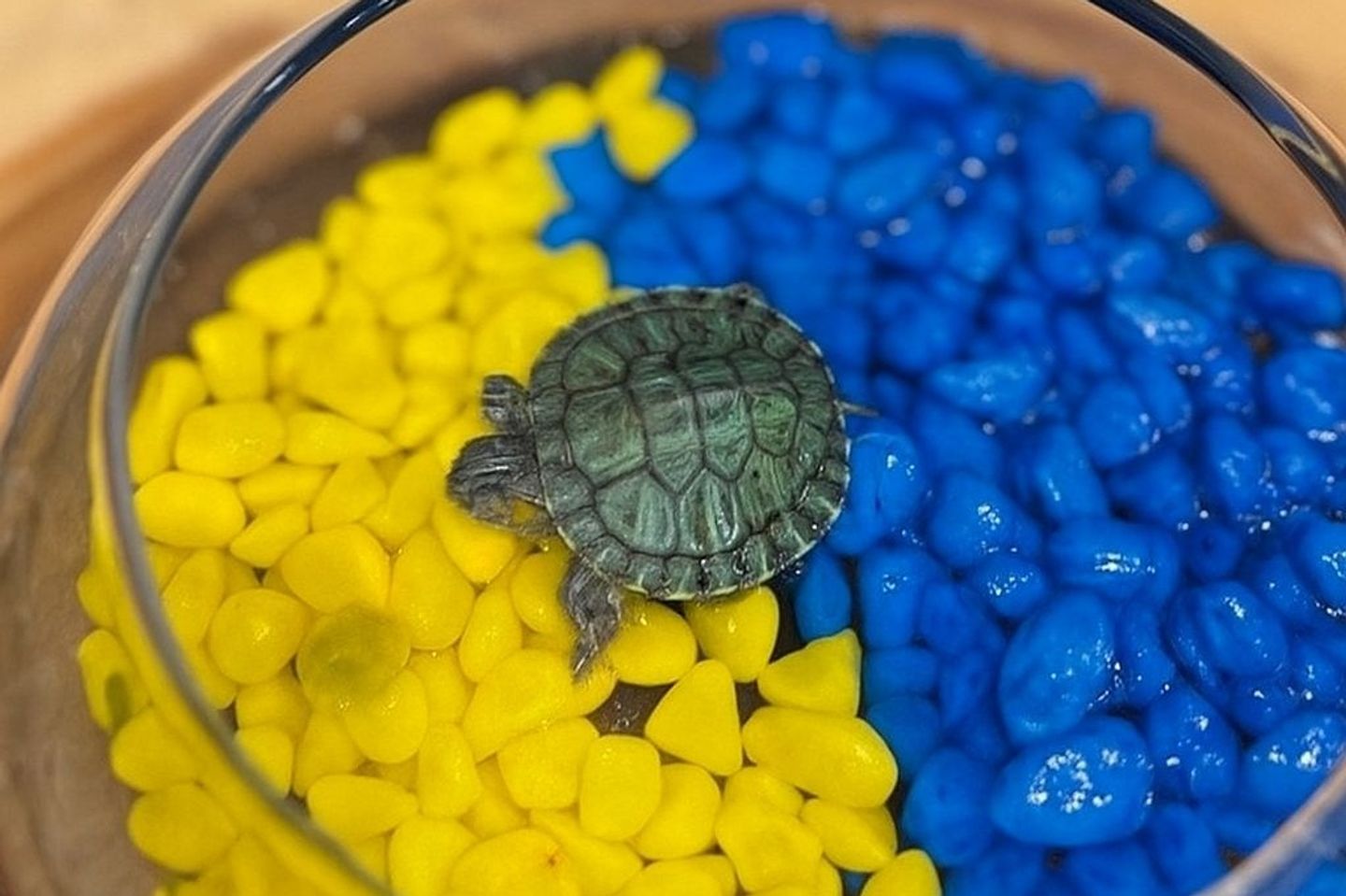 Al Nassr Club Turtle