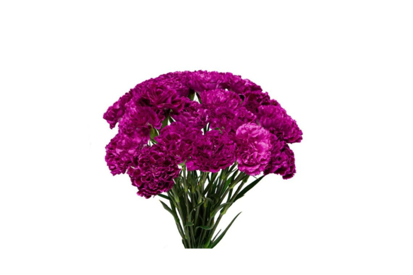Purple Carnation
