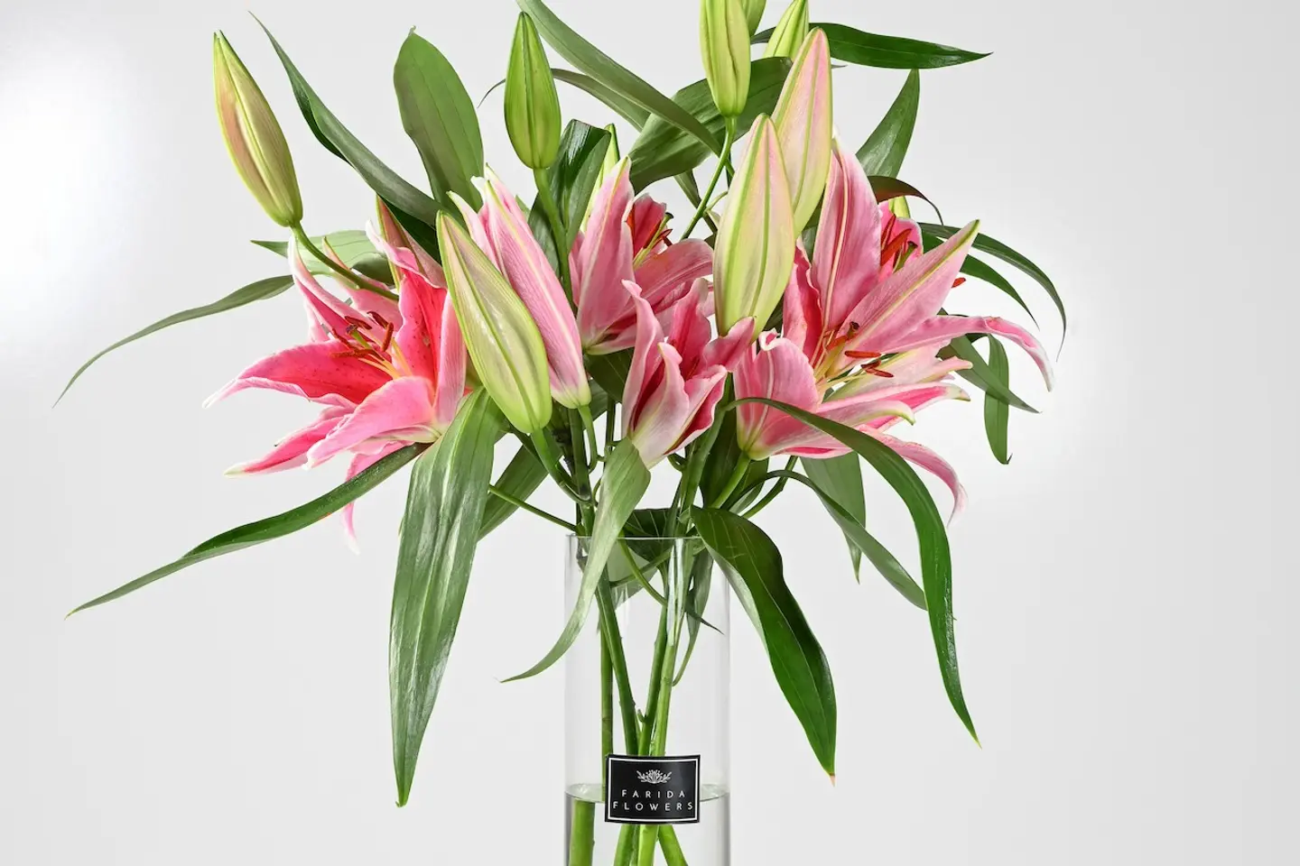 فازة الكازابلانكا